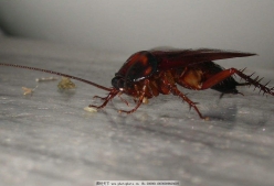 洗衣粉能杀死蟑螂吗？
